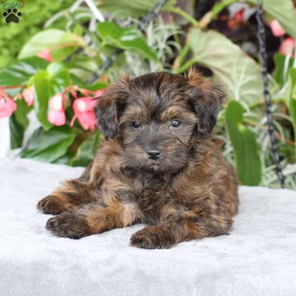 Ranger, Yorkie Poo Puppy